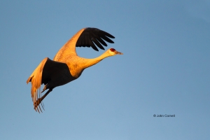 Crane;Flying-Bird;Grus-canadensis;Photography;Sandhill-Crane;Sunrise;action;acti